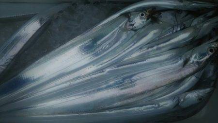 サンマリン 釣果