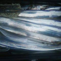 サンマリン 釣果