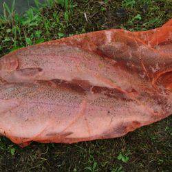 加賀フィッシングエリア 釣果