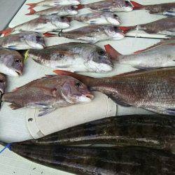 タイラバ遊漁船 ワンピース 釣果