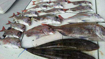 タイラバ遊漁船 ワンピース 釣果