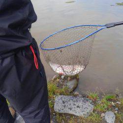 つりぼりあかし 釣果