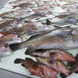 タイラバ遊漁船 ワンピース 釣果