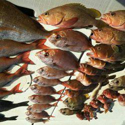 タイラバ遊漁船 ワンピース 釣果