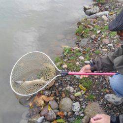 つりぼりあかし 釣果