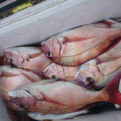 第三共栄丸 釣果