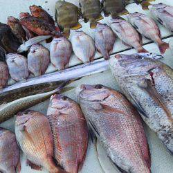 タイラバ遊漁船 ワンピース 釣果