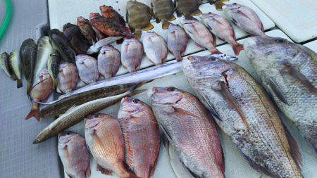 タイラバ遊漁船 ワンピース 釣果