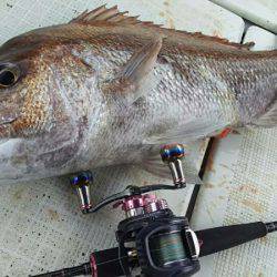 タイラバ遊漁船 ワンピース 釣果