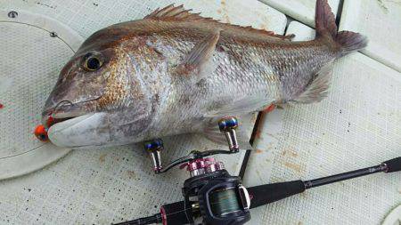 タイラバ遊漁船 ワンピース 釣果