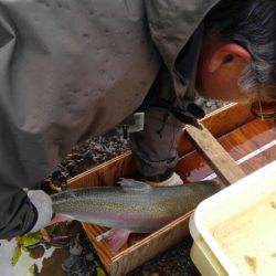 つりぼりあかし 釣果
