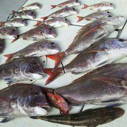 タイラバ遊漁船 ワンピース 釣果