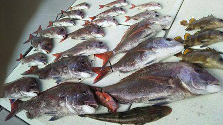 タイラバ遊漁船 ワンピース 釣果