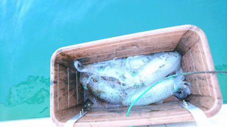 ARCADIAⅡ (アルカディアⅡ) 釣果