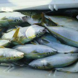 サンマリン 釣果