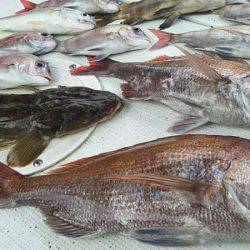 タイラバ遊漁船 ワンピース 釣果