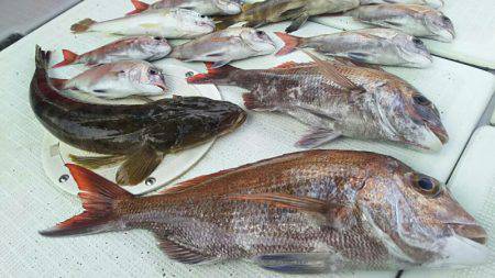 タイラバ遊漁船 ワンピース 釣果