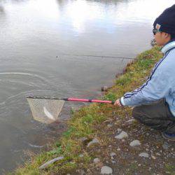 つりぼりあかし 釣果