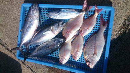 第三共栄丸 釣果