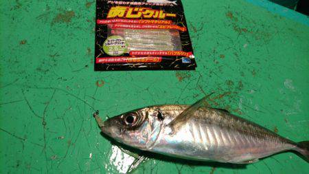和栄丸 釣果