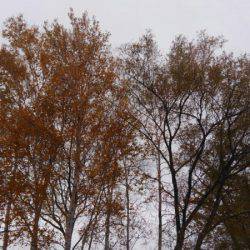 つりぼりあかし 釣果