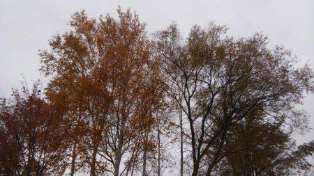 つりぼりあかし 釣果