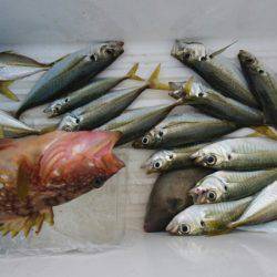 あみや渡船 JIGBOY 釣果