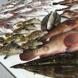 タイラバ遊漁船 ワンピース 釣果