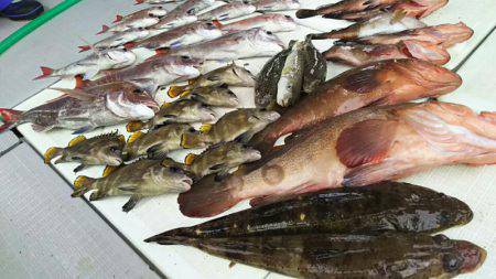 タイラバ遊漁船 ワンピース 釣果