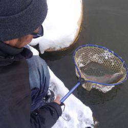 つりぼりあかし 釣果