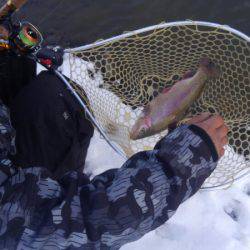 つりぼりあかし 釣果