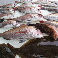 タイラバ遊漁船 ワンピース 釣果