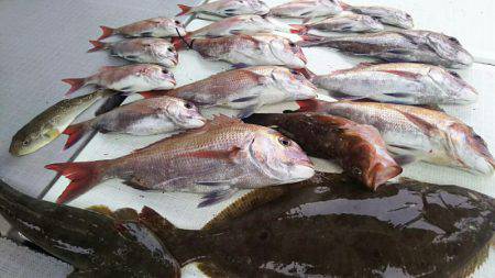 タイラバ遊漁船 ワンピース 釣果