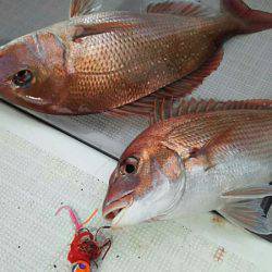 タイラバ遊漁船 ワンピース 釣果