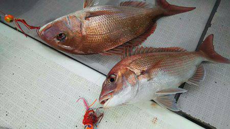 タイラバ遊漁船 ワンピース 釣果