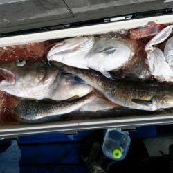 海龍丸（石川） 釣果