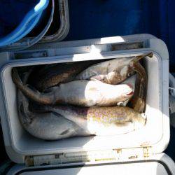 海龍丸（石川） 釣果