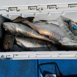 海龍丸（石川） 釣果