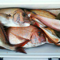 ブルドック 釣果