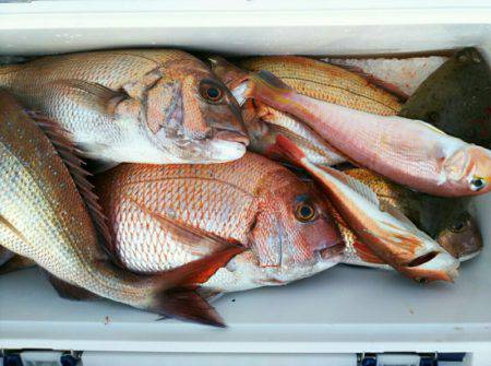 ブルドック 釣果