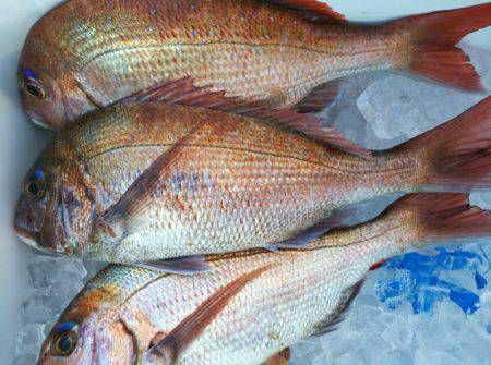 ブルドック 釣果