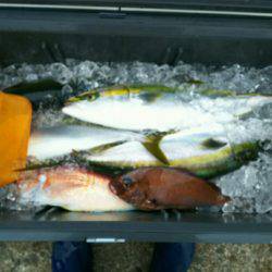 ブルドック 釣果