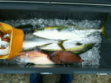 ブルドック 釣果