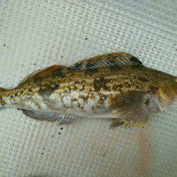 ブルドック 釣果