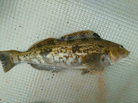 ブルドック 釣果