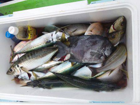 丸万釣船 釣果