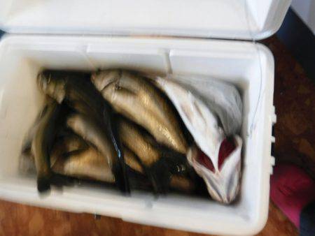 海龍丸(島根) 釣果