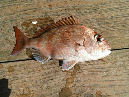 天祐丸 釣果