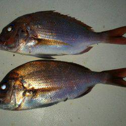 ブルドック 釣果