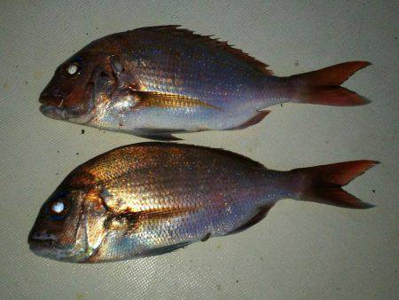 ブルドック 釣果